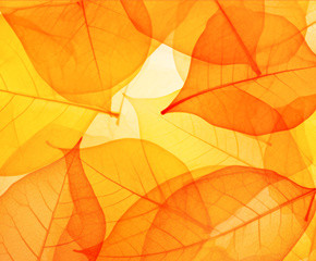 autunno_contentslider